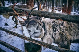 Consejos para visitar Rovaniemi 🌟