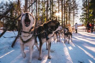 Experiencias con huskies en Rovaniemi
