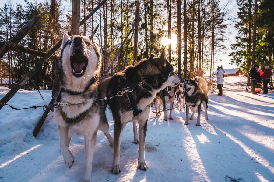 Experiencias con huskies en Rovaniemi