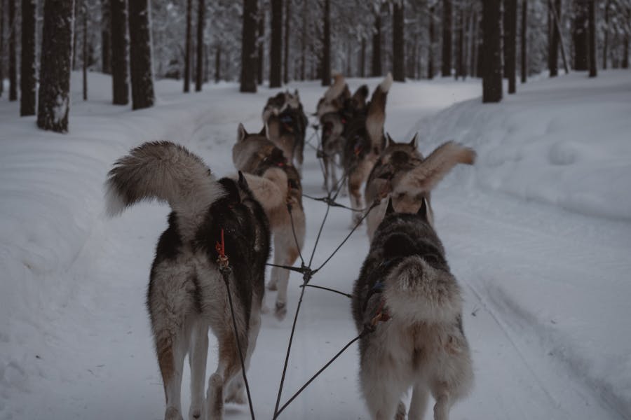 Equipo de huskies corriendo por la nieve en Rovaniemi