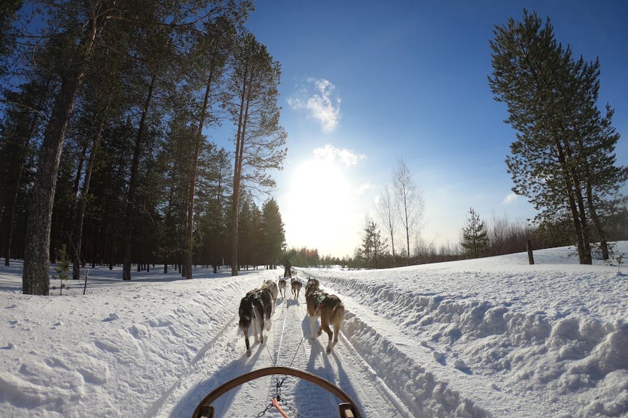 Safari en trineo con huskies por bosques nevados de Laponia
