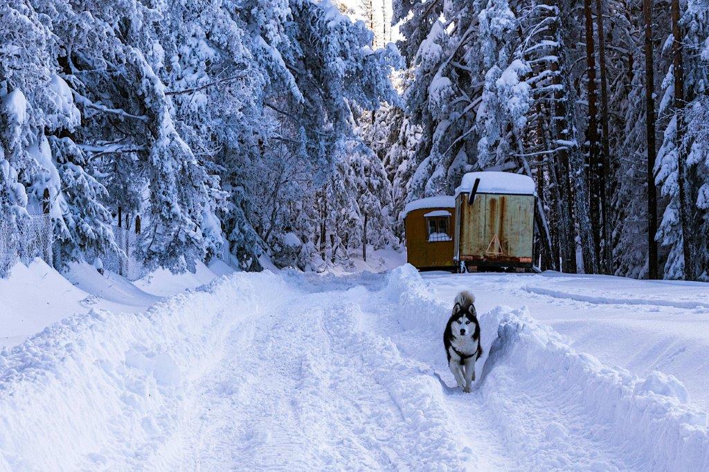 Husky tirando de trineo en Laponia
