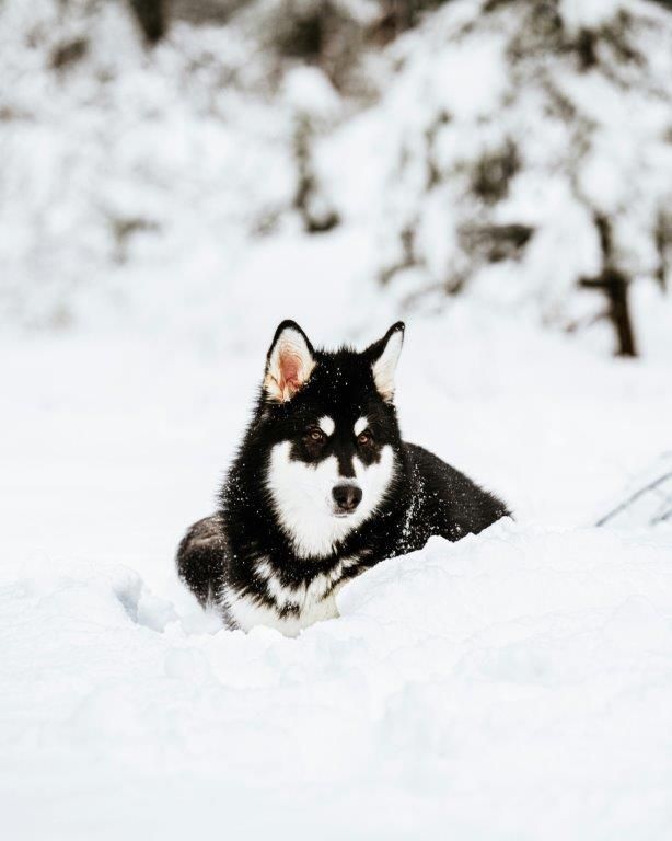 Equipo de huskies durante un safari en la nieve