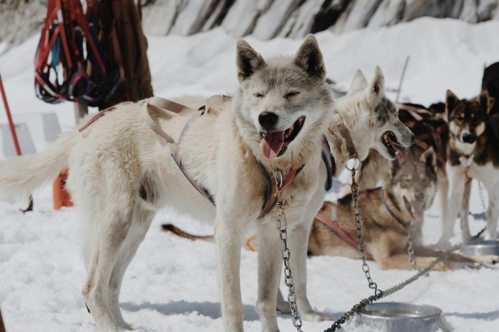Huskies preparados para un safari de nieve en Rovaniemi