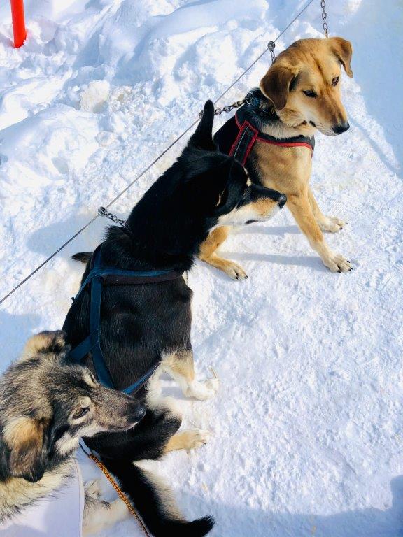 Husky descansando tras un paseo en trineo en Rovaniemi