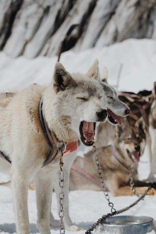 Demostración con huskies y trineos en Laponia