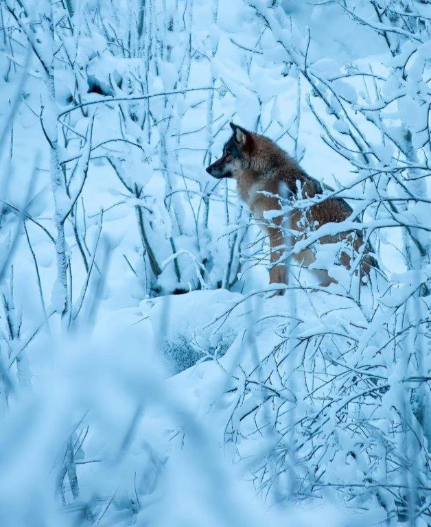 Lobos árticos