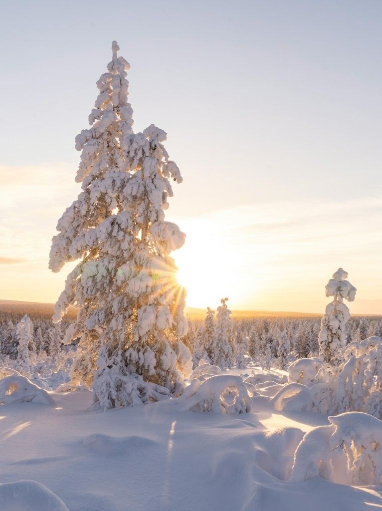 Paisaje nevado del Parque Nacional Riisitunturi en Finlandia