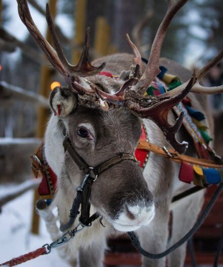 Visitar granjas de renos en Rovaniemi