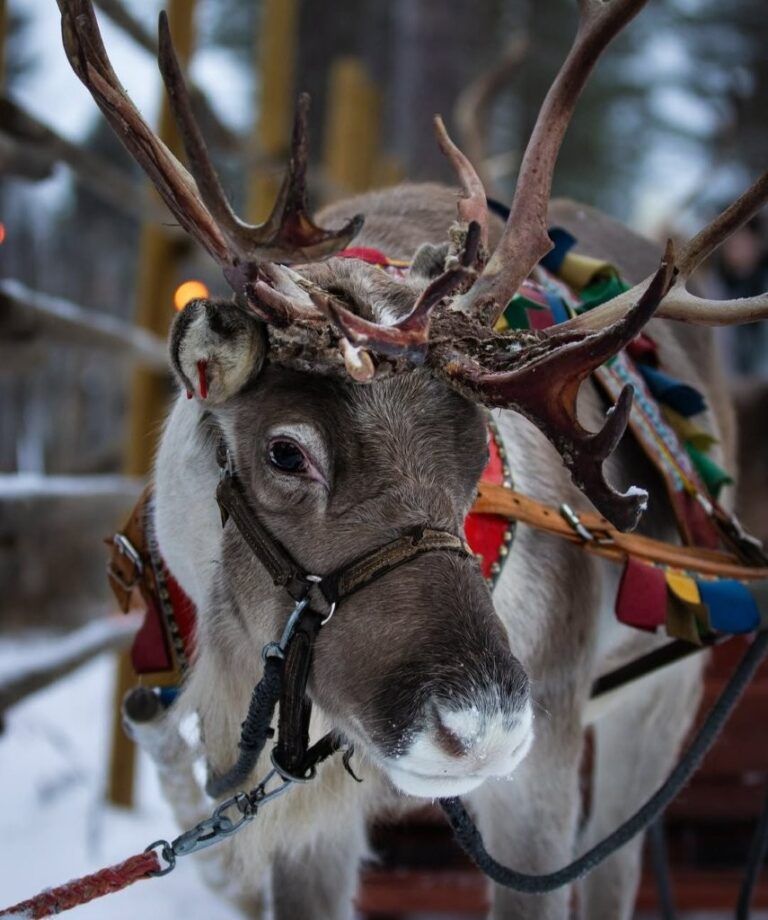 Visitar granjas de renos en Rovaniemi