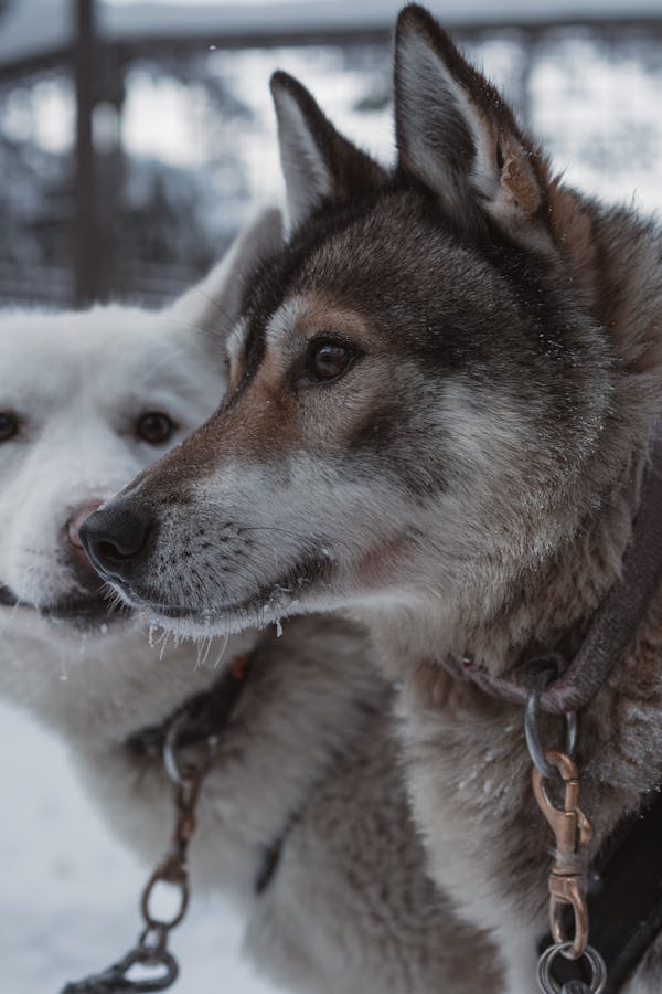 Visitantes acariciando huskies en Rovaniemi