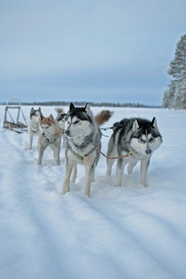 Visitantes en una granja de huskies en Rovaniemi