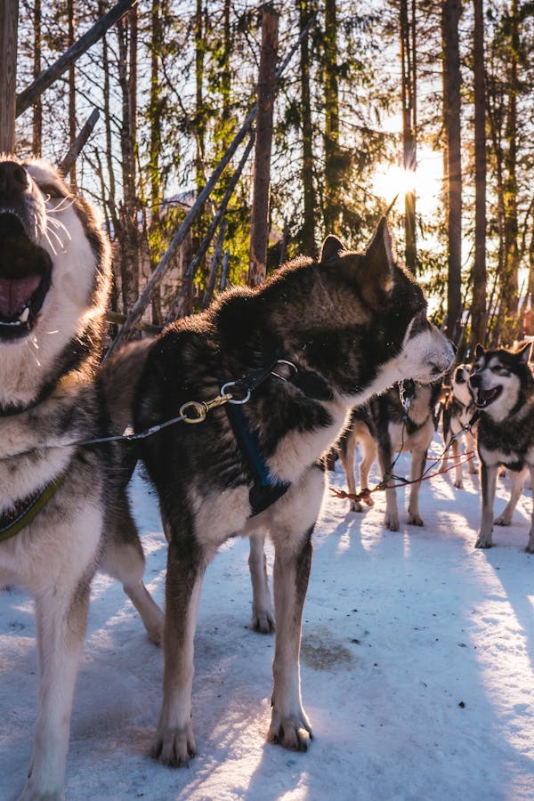 Husky corriendo sobre nieve en la Laponia finlandesa
