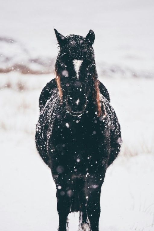 Caballo finlandés en paisaje ártico