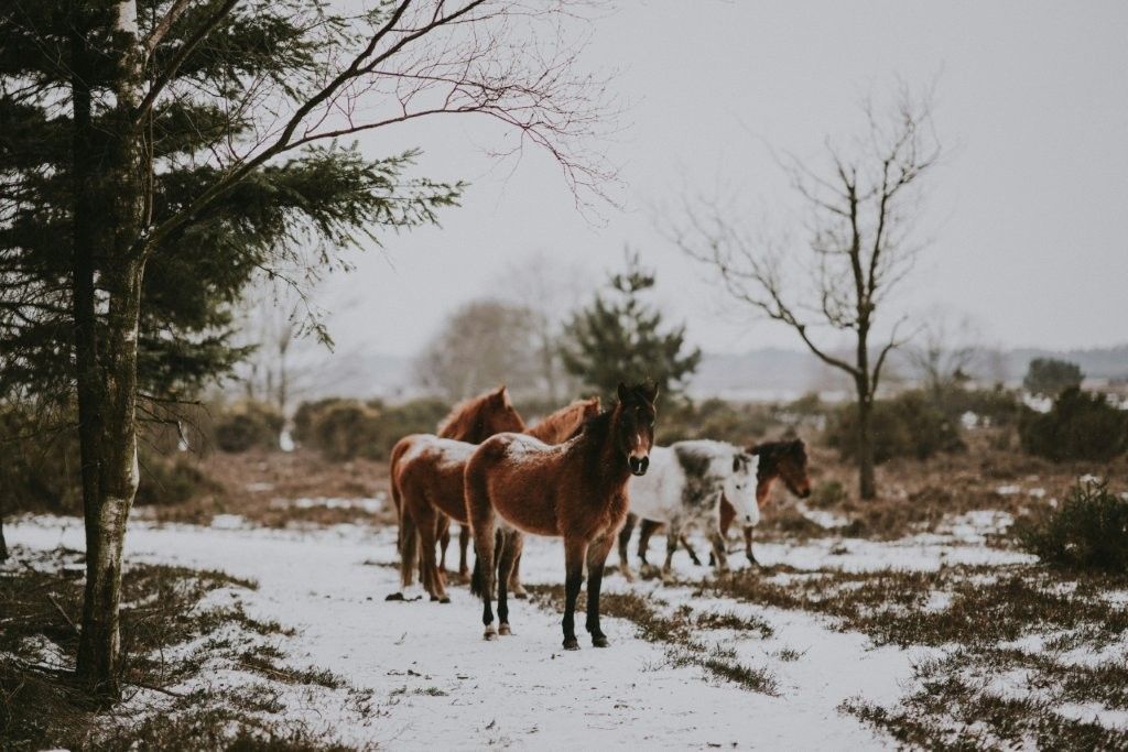Caballos finlandeses en granja lapona