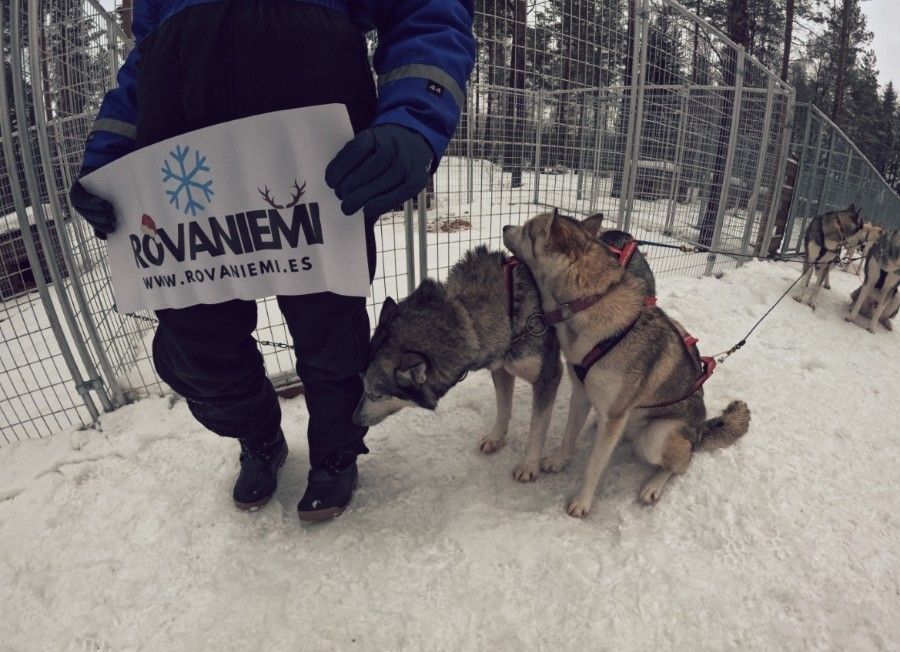 Trineo de huskies recorriendo el bosque nevado de Laponia cerca de Rovaniemi