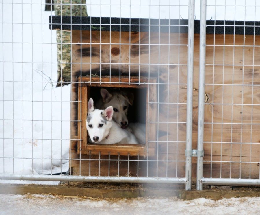 Trineo tirado por huskies atravesando un bosque nevado en Rovaniemi