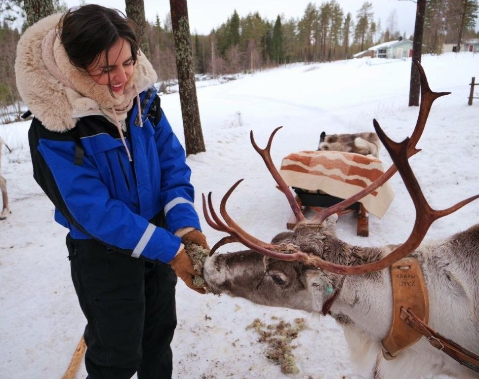 Renos en la nieve en una granja tradicional de Laponia cerca de Rovaniemi