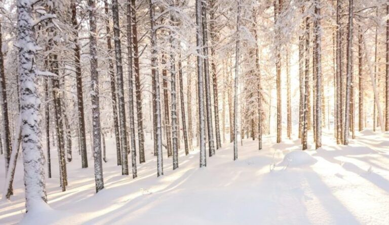 ¿Cuándo viajar a Laponia? Diferencias entre los meses invernales