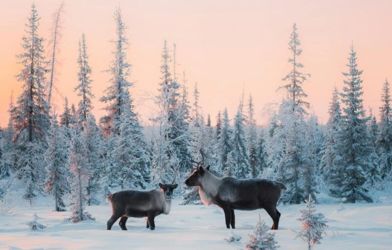 Rovaniemi.es